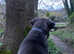 Happydogs dog sitter /walker