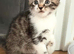 6 playful kittens ..ready 10th june