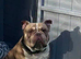 Whizz  pocket bully 5 years old