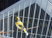 Female canaries
