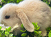 Gorgeous pure Mini lops and mini lion lops