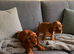 Cocker spaniel puppies