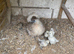 Silkie with chicks