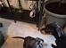 Rottweiler cross pocket bully puppy female