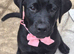 Rottweiler/lab girl well trained.