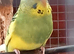 2 10 week old budgies almost positive there both hens