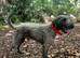Bedlington x whippet pup
