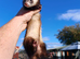 Three Jill ferrets - X2- 14month old- worked- 1 -6month