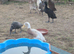 Indian runner ducks