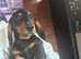 Beautiful dachshund puppy's