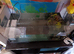 Axolotl for sale