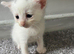 5 Kittens left