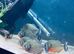 5x red belly piranha