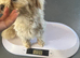 Male Maltese stunning Korean maltese