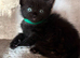 Five beautiful kittens looking for their living homes