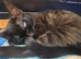 Elegant All‑Black Kitten — Lap‑Loving, People‑Focused, Ready for a Forever Home