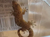 Mourning Geckos