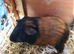 Guinea Pigs (Male)
