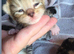 Male kitten