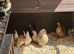 Various bantams all hens