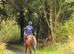 4 year old gelding 16hh