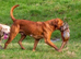 Kc registered Labradors puppies