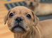 Red Staffordshire bull boy ready now