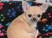 STUNNING TINY FAWN SMOOTH COAT CHIHUAHUA