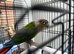 Conure for sale