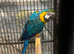 HandReared Stunning Blue and Gold Macaw Parrot,2