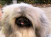 Stunning high quality Pekingese puppies