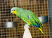 Amazon parrot