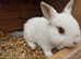 Netherland dwarf girl