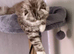 British shorthair cross Scottish fold