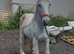 Connie x cob riding gelding