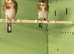 Goldfinch Cheve Parva size