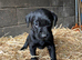 One Labrador girl