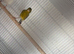 1 Irish fancy and 1 raza cock bird canary for sale