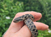 Four-line Snake for sale