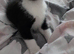 Beautiful Kittens Looking for Loving Homes!