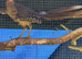 2 cock golden pheasants