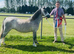 3yo section A filly