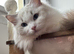 Two last Boys Pedigree Ragdoll Available