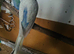 Lovely budgies males