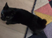 2 male kittens very friendly