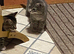 5 beautiful 12 week old kittens