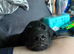 19 Week old puppy