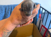 Miniature dachshund