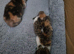 2 unusual british shorthair girls