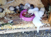 Ferret kits